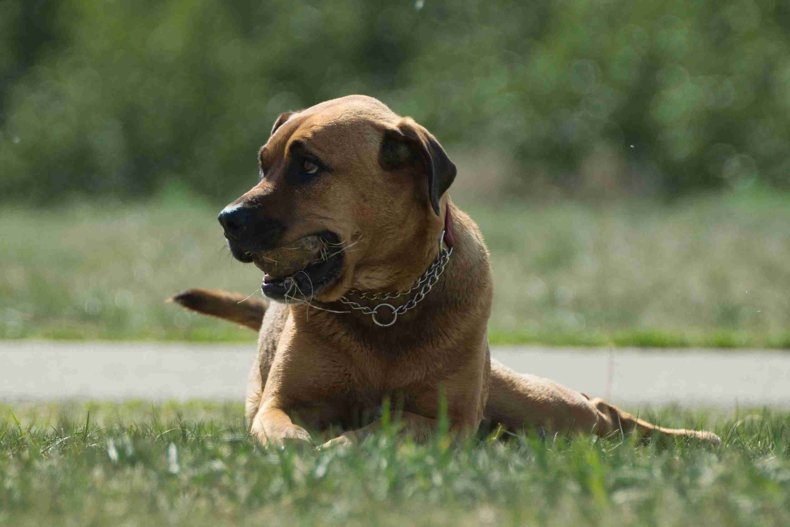 A bloodhound at a dog park in Northwest Arkansas